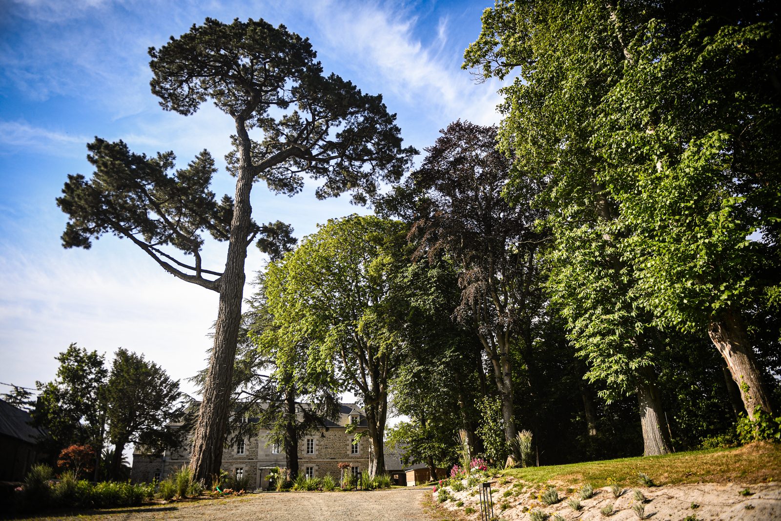 Le grand pin et les arbres centenaires de l’allée, devant la façade du manoir